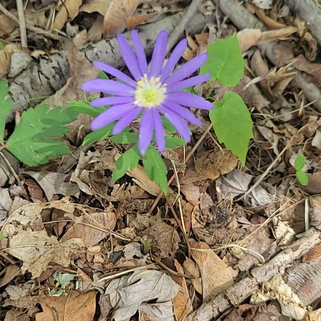 Photo of the plant species Greek Thimbleweed by @QuietDaisy21 named Mochi on Greg, the plant care app