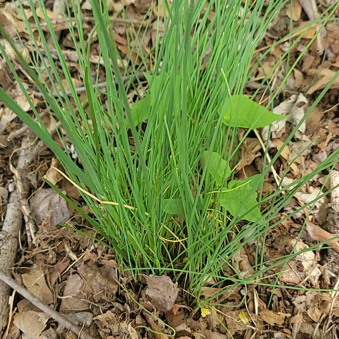 Photo of the plant species Crow Garlic by @QuietDaisy21 named Rihanna on Greg, the plant care app