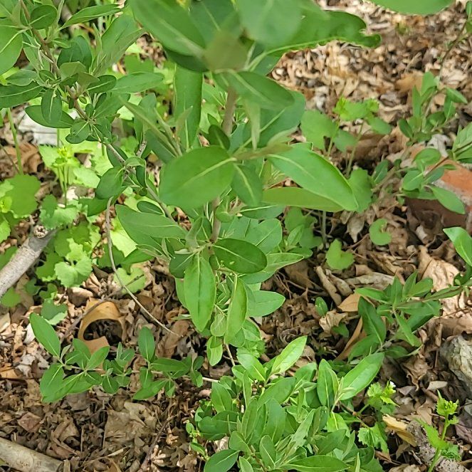 Photo of the plant species Inkberry by @QuietDaisy21 named Aristotle on Greg, the plant care app