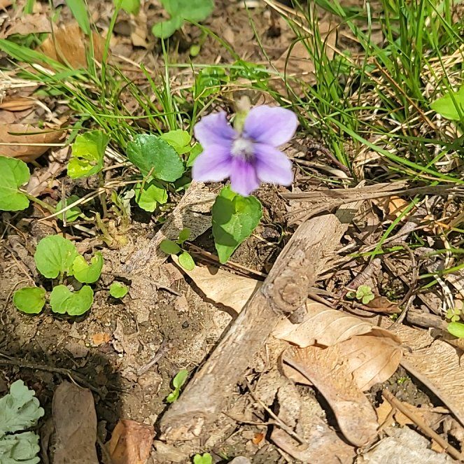Photo of the plant species Common Blue Violet by @QuietDaisy21 named Forrest on Greg, the plant care app