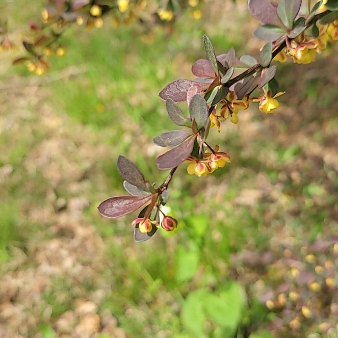 Photo of the plant species Japanese Barberry by @QuietDaisy21 named Clooney on Greg, the plant care app