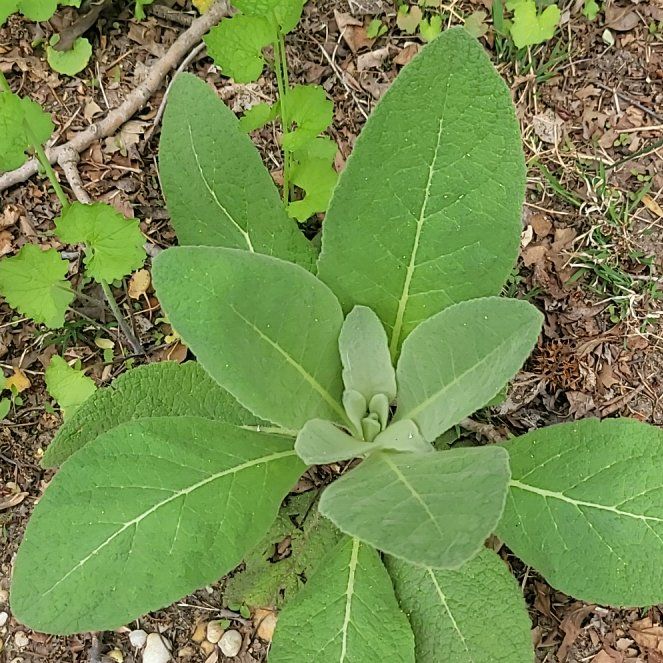 Photo of the plant species Mullein by @QuietDaisy21 named McKinley on Greg, the plant care app