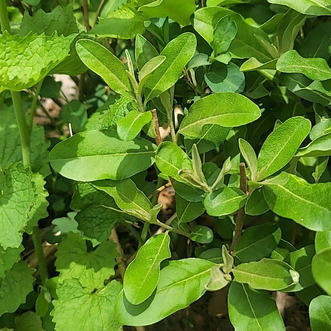 Photo of the plant species Wild Privet by @QuietDaisy21 named Baesil on Greg, the plant care app