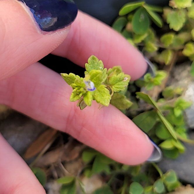 Photo of the plant species Birdeye Speedwell by @QuietDaisy21 named Dax on Greg, the plant care app