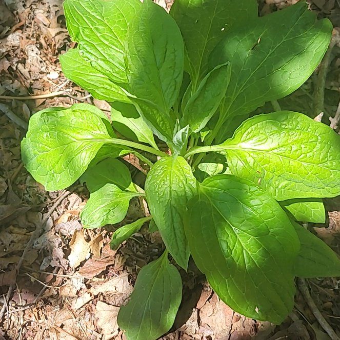 Photo of the plant species Common Hound's-Tongue by @QuietDaisy21 named Fernie Saunders on Greg, the plant care app
