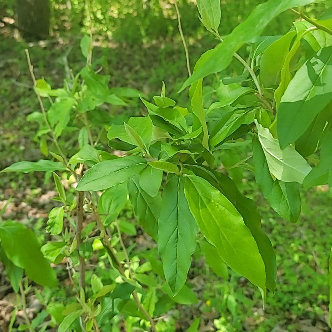 Photo of the plant species Autumn Olive by @QuietDaisy21 named Bruce Lee on Greg, the plant care app