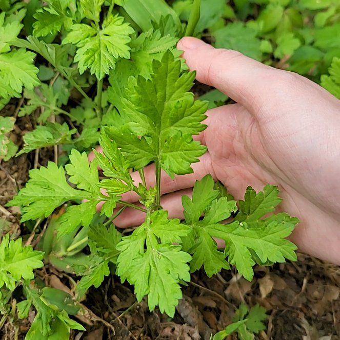 Photo of the plant species Mugwort by @QuietDaisy21 named Wall-E on Greg, the plant care app