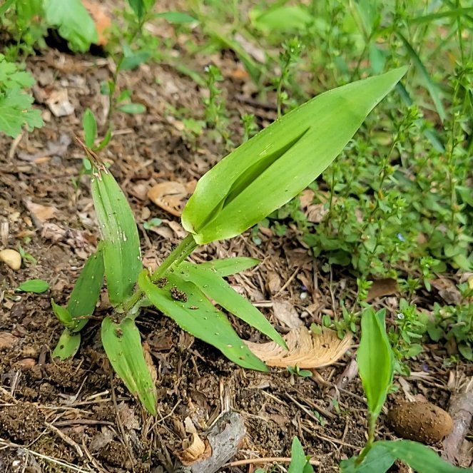 Photo of the plant species False Solomon's Seal by @QuietDaisy21 named Walt on Greg, the plant care app