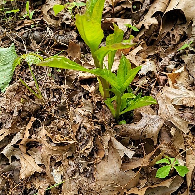 Photo of the plant species American Pokeweed by @QuietDaisy21 named Sproutacus on Greg, the plant care app