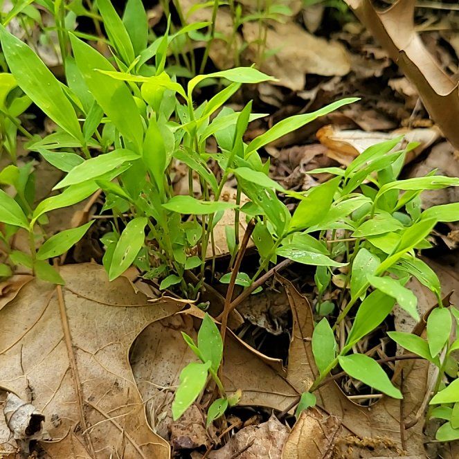 Photo of the plant species Blueberry by @QuietDaisy21 named Gaga on Greg, the plant care app