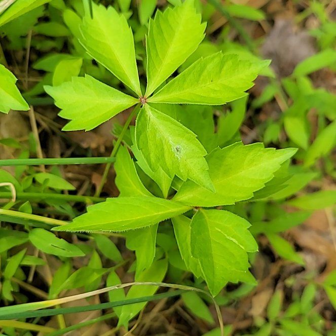 Photo of the plant species Virginia Creeper by @QuietDaisy21 named Ulysses S Plant on Greg, the plant care app