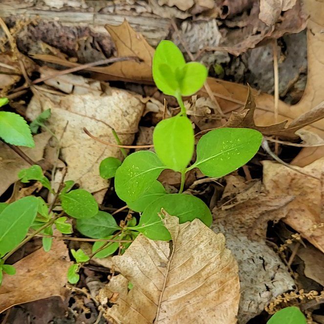 Photo of the plant species Japanese Honeysuckle by @QuietDaisy21 named Mando on Greg, the plant care app