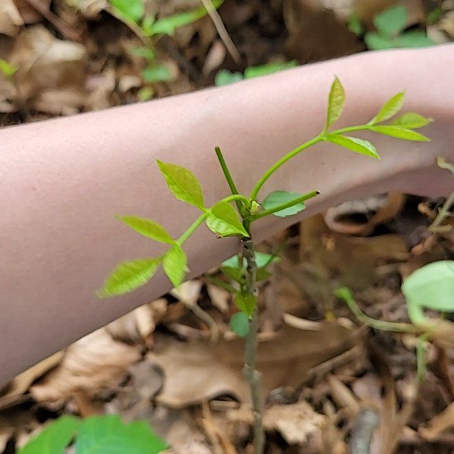 Photo of the plant species Bitternut Hickory by @QuietDaisy21 named Figyonce on Greg, the plant care app