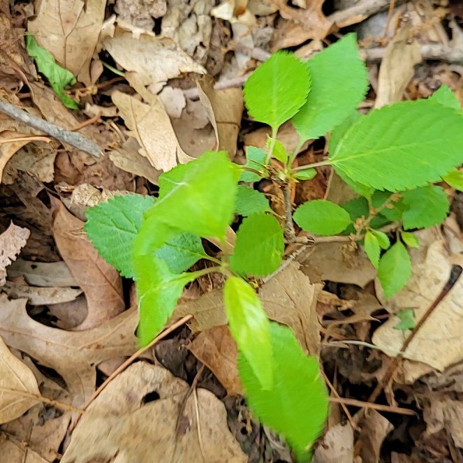 Photo of the plant species American Ginseng by @QuietDaisy21 named Hamilton on Greg, the plant care app