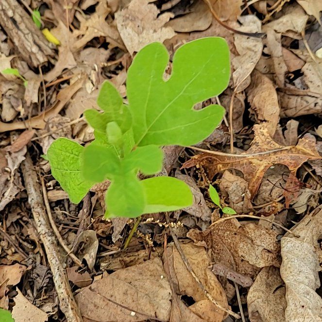 Photo of the plant species Common Sassafras by @QuietDaisy21 named Cleopatra on Greg, the plant care app