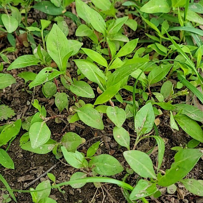 Photo of the plant species Persicaria Longiseta by @QuietDaisy21 named Taylor Swift on Greg, the plant care app