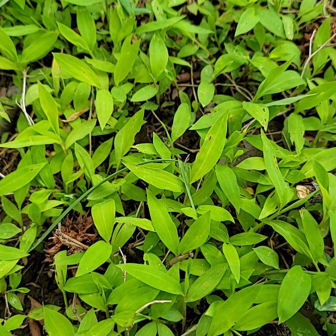 Photo of the plant species Japanese Stiltgrass by @QuietDaisy21 named Sir Plancelot on Greg, the plant care app