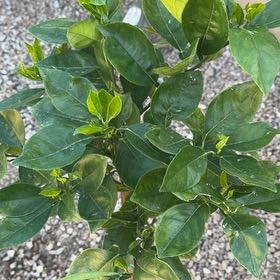 Photo of the plant species Valencia Orange Midnight by @PetLilac82 named Valencia orange on Greg, the plant care app