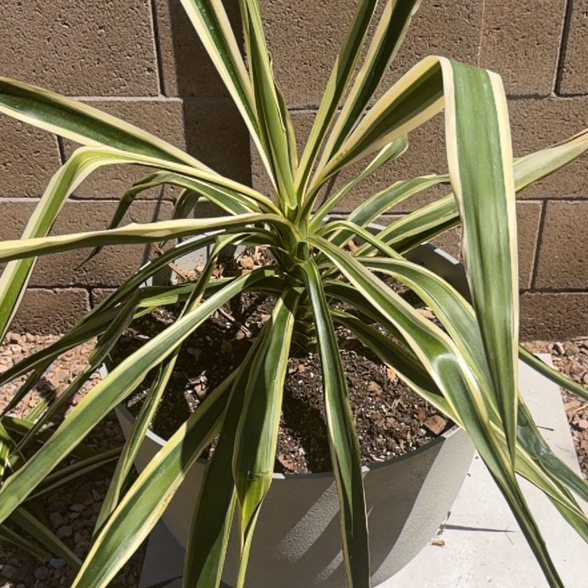 Photo of the plant species Spanish Dagger by @PetLilac82 named Messi on Greg, the plant care app