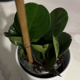 Photo of the plant species Exotic Angel by @HipRosea78 named Fernie Mac on Greg, the plant care app