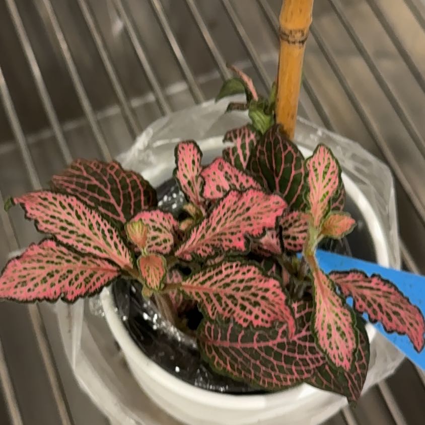 Photo of the plant species Fittonia Pink by @HipRosea78 named Austen on Greg, the plant care app