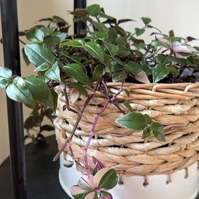 Photo of the plant species Turtle Vine 'Pink Lady' by @PetBearsear59 named Foxxy on Greg, the plant care app