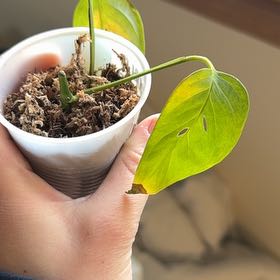 Photo of the plant species Monstera Adansonii Variegated by @PetBearsear59 named Planty on Greg, the plant care app