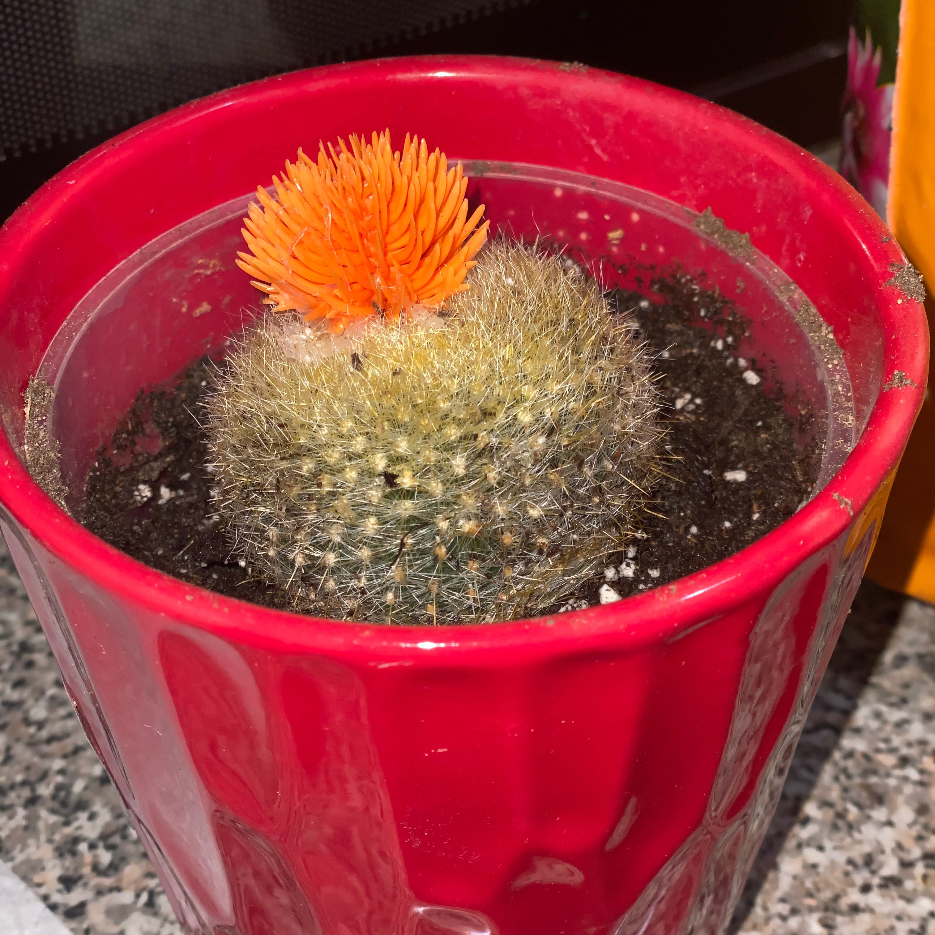 Photo of the plant species Scarlet Ball Cactus by @WorldlyGollum59 named Harper on Greg, the plant care app