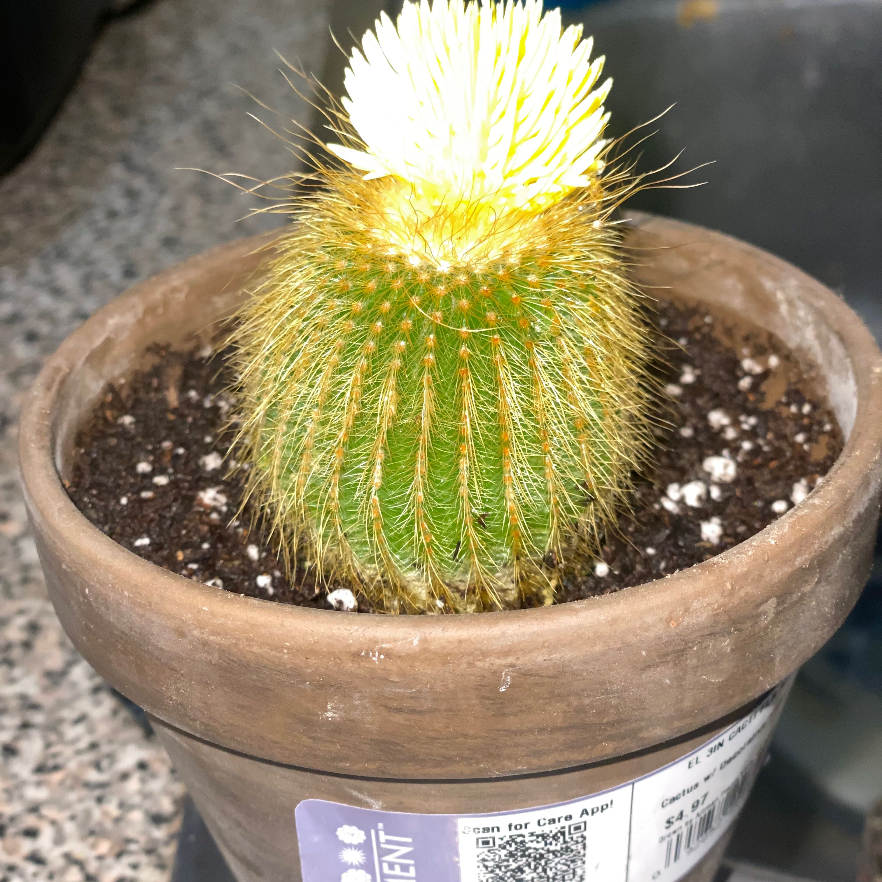 Photo of the plant species Lemon Ball by @WorldlyGollum59 named Sproutacus on Greg, the plant care app