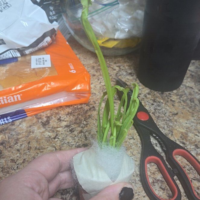 Photo of the plant species Trumpet Pitcher by @BossPigfern63 named ChloroPhil on Greg, the plant care app