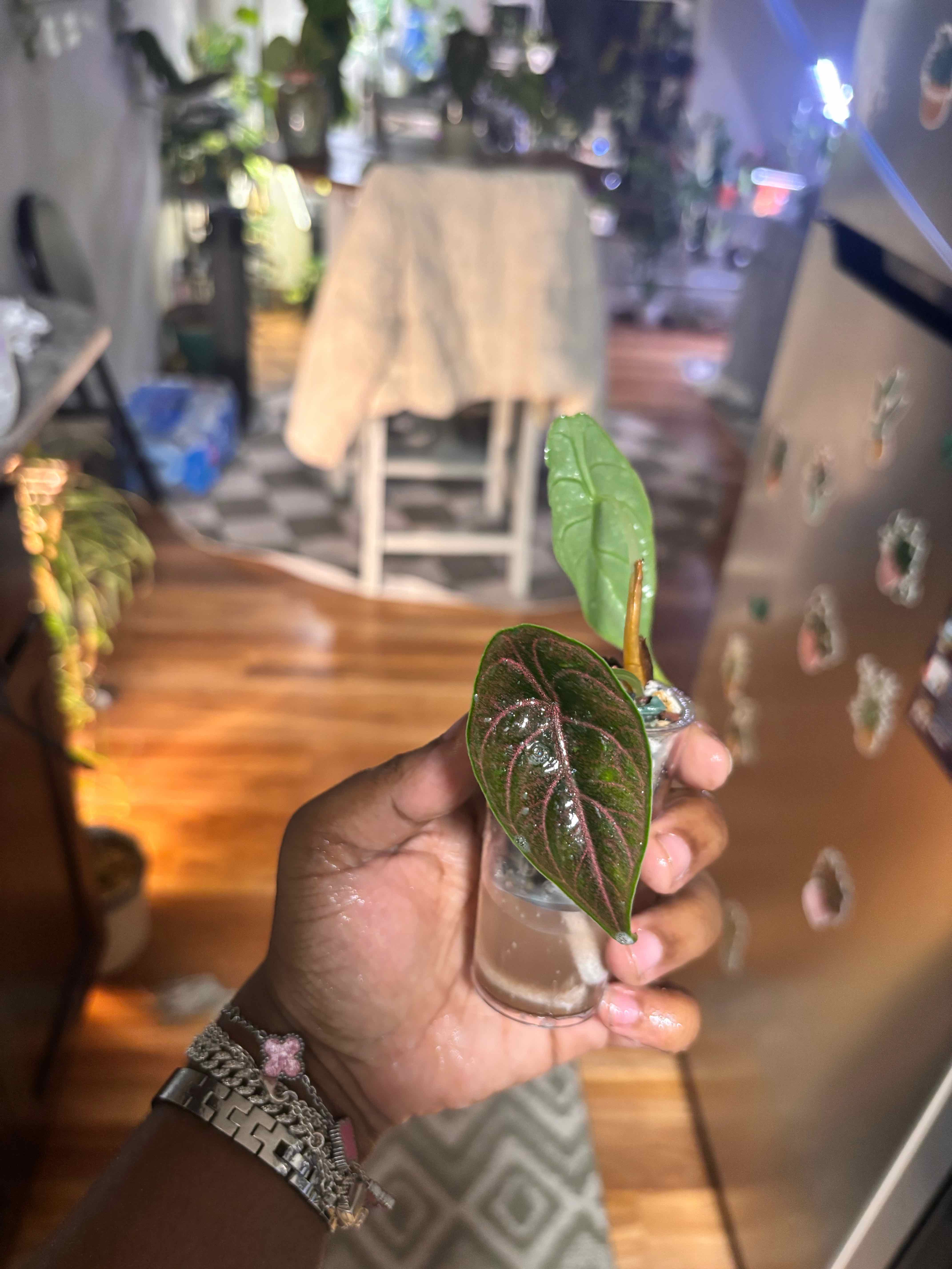 Photo of the plant species Red Mambo by @Plant-princesss named Khaleesi on Greg, the plant care app