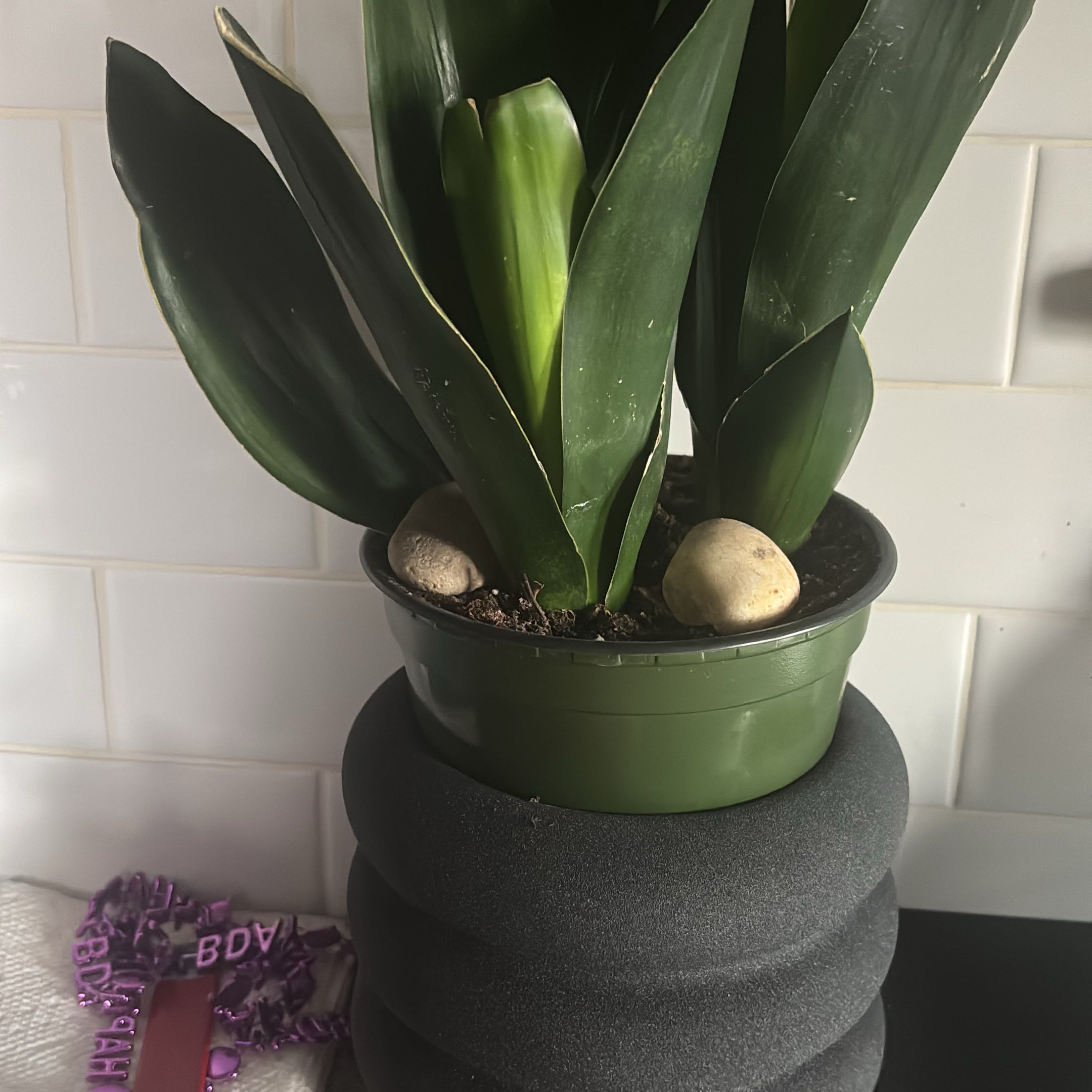 Photo of the plant species Black Diamond by @Plant-princesss named Sol on Greg, the plant care app