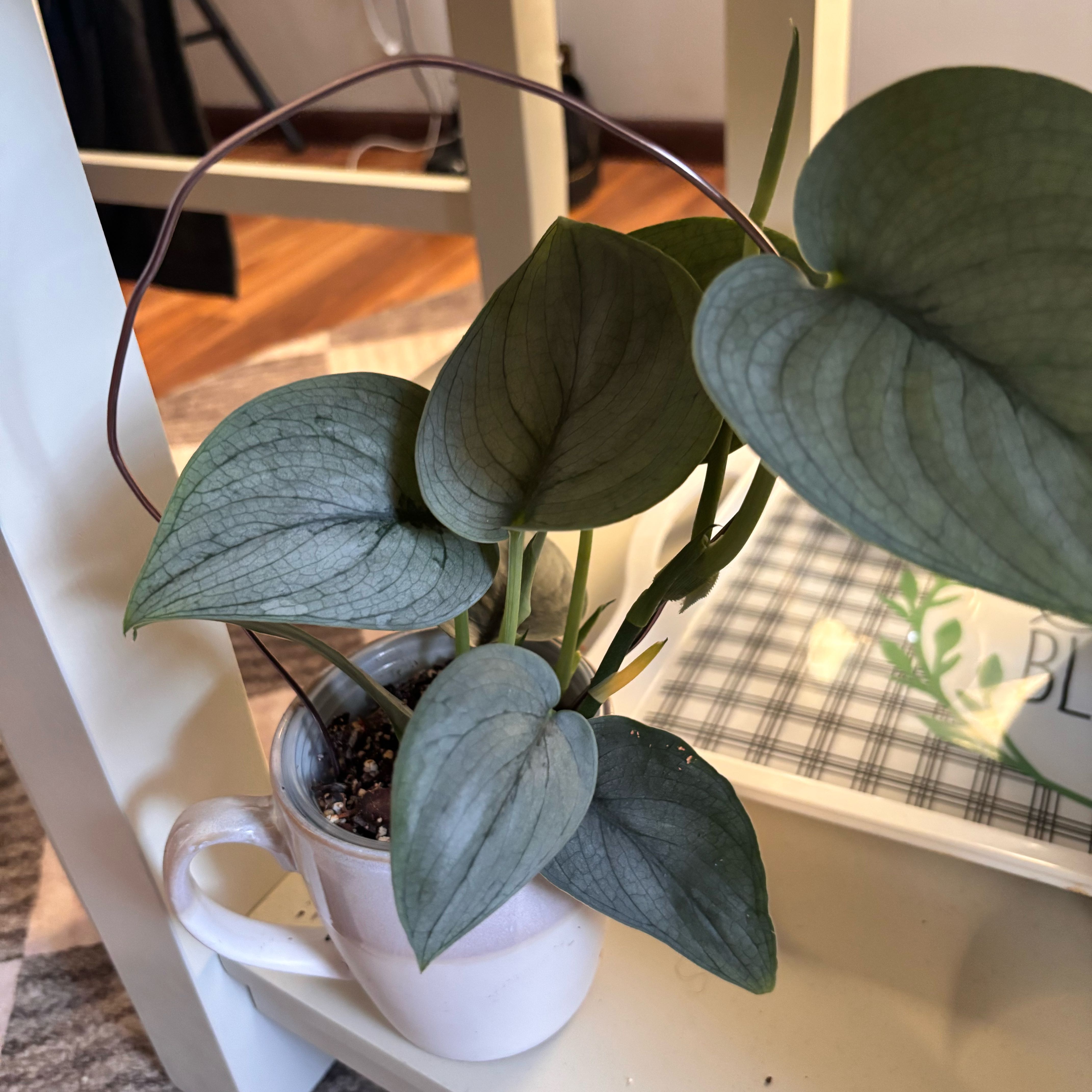 Photo of the plant species Scindapsus pictus 'Silver Hero' by @Plant-princesss named Doja Cat on Greg, the plant care app