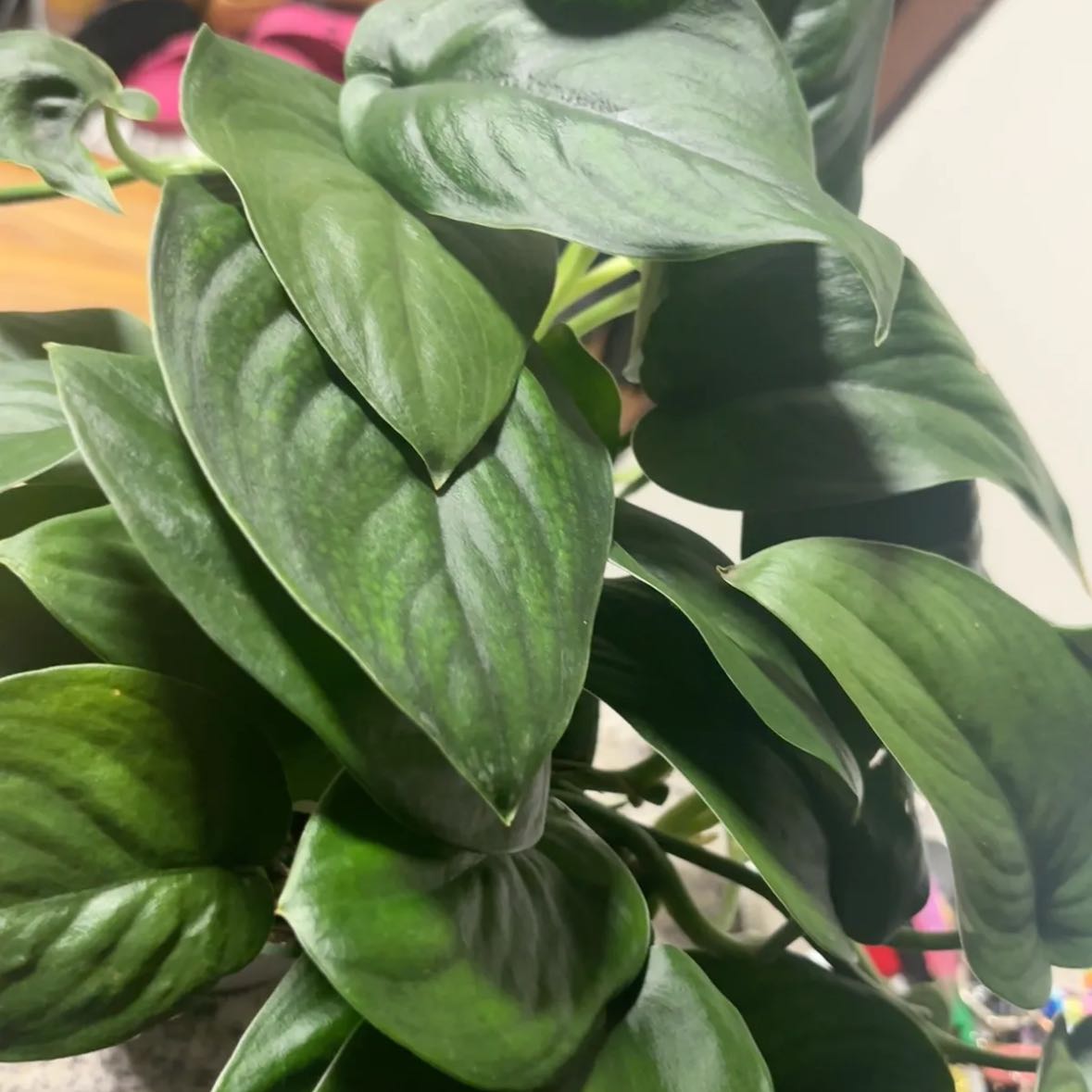 Photo of the plant species Scindapsus Jade Satin Aurea Variegated by @Plant-princesss named Michelle Branch on Greg, the plant care app