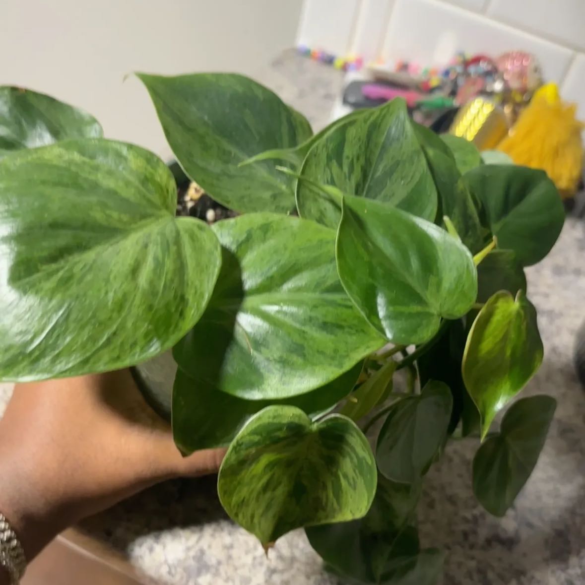 Plant care for Varigated Peace Lilly on Greg, the plant care app