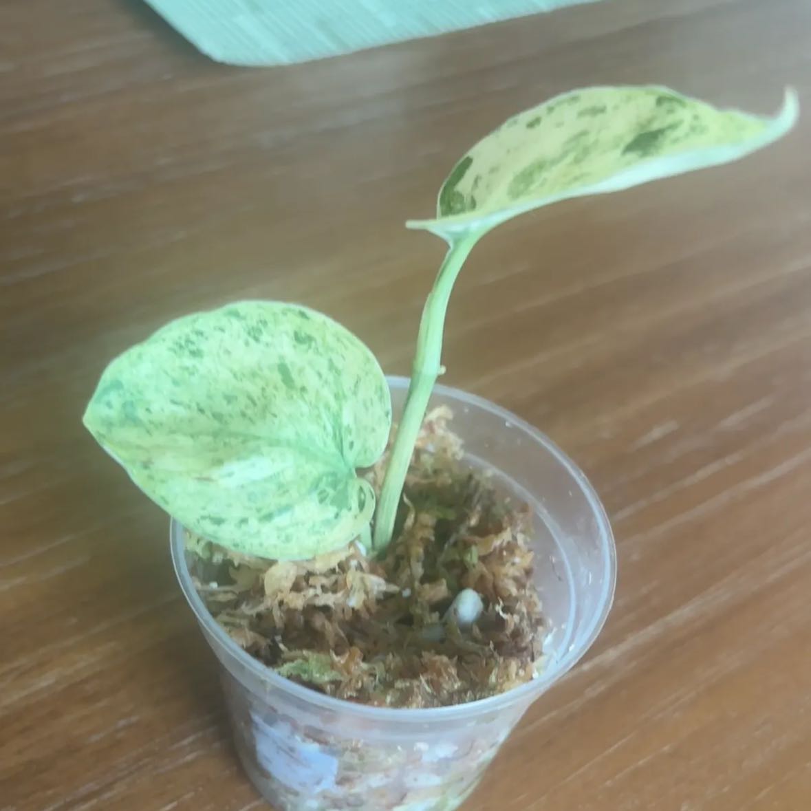 Photo of the plant species Scindapsus Jade Satin Aurea Variegated by @Plant-princesss named Gobi on Greg, the plant care app