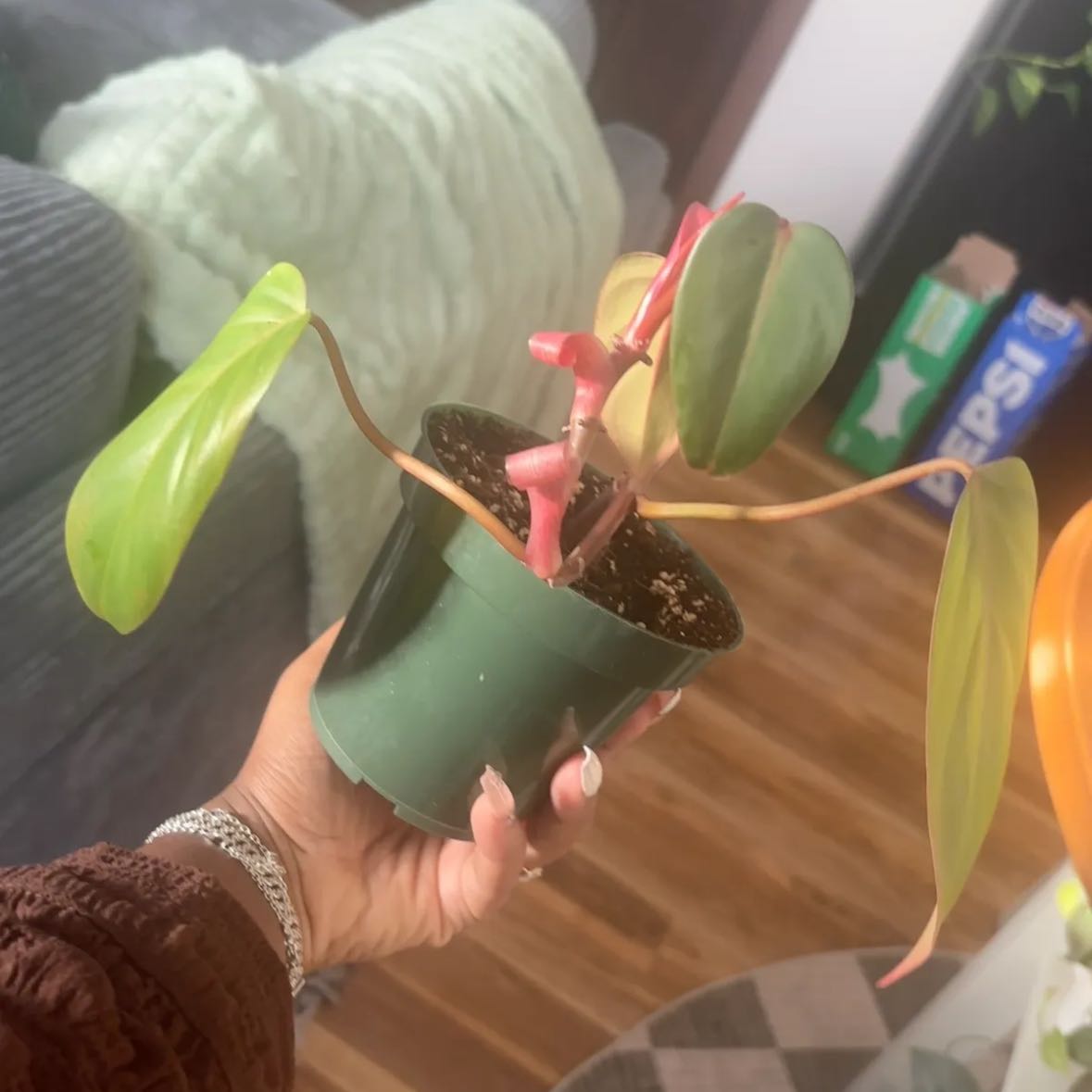 Photo of the plant species Red Emerald Philodendron by @Plant-princesss named Sherlock on Greg, the plant care app