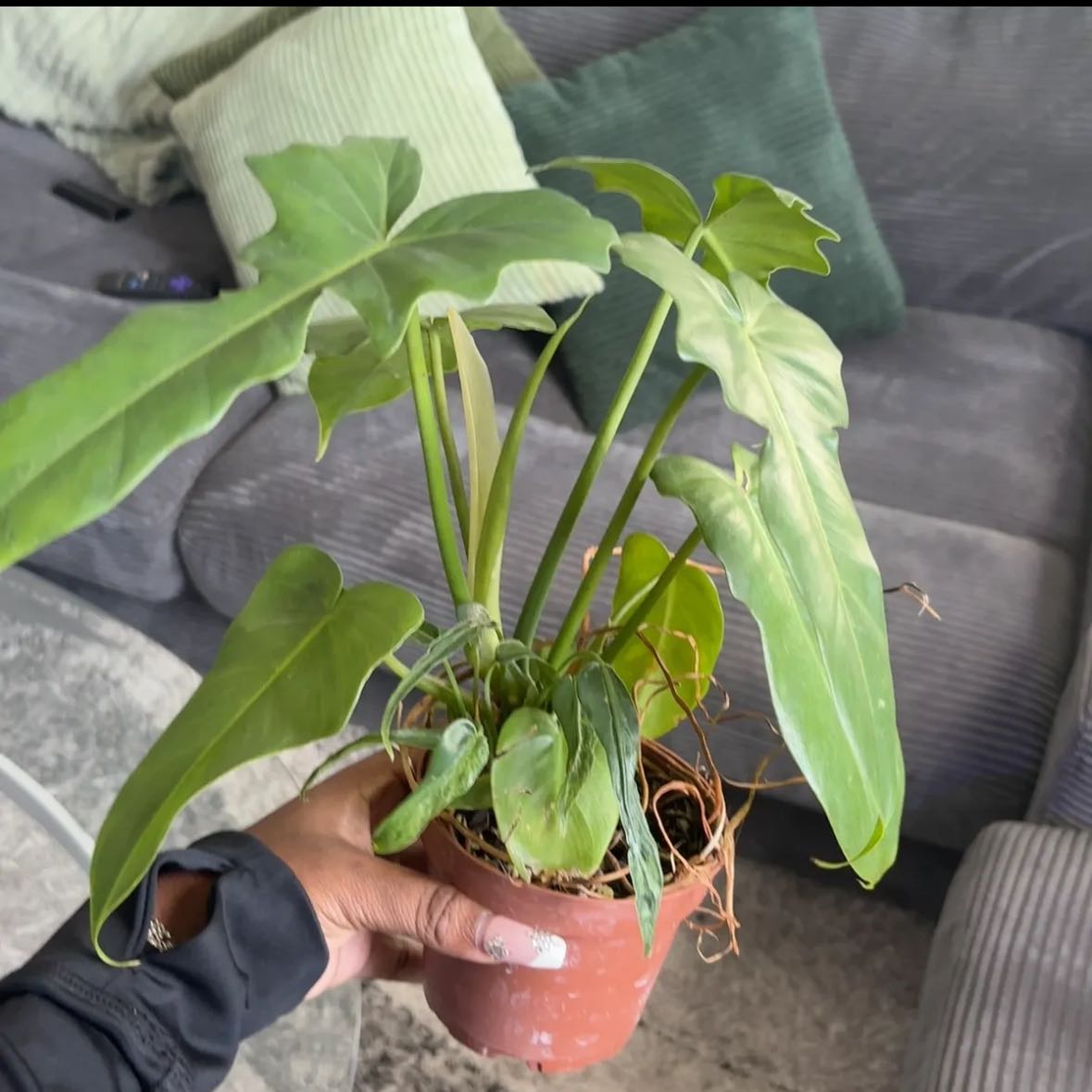 Photo of the plant species Golden Violin by @Plant-princesss named Clooney on Greg, the plant care app