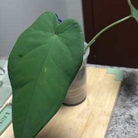 Photo of the plant species Syngonium chiapense by @Plant-princesss named Beyonce on Greg, the plant care app