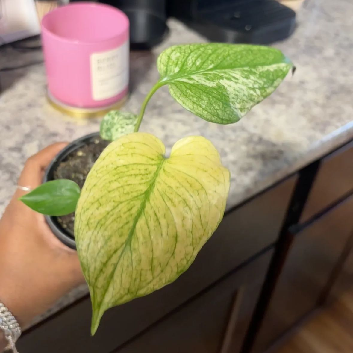 Photo of the plant species Monstera by @Plant-princesss named Ronaldo on Greg, the plant care app