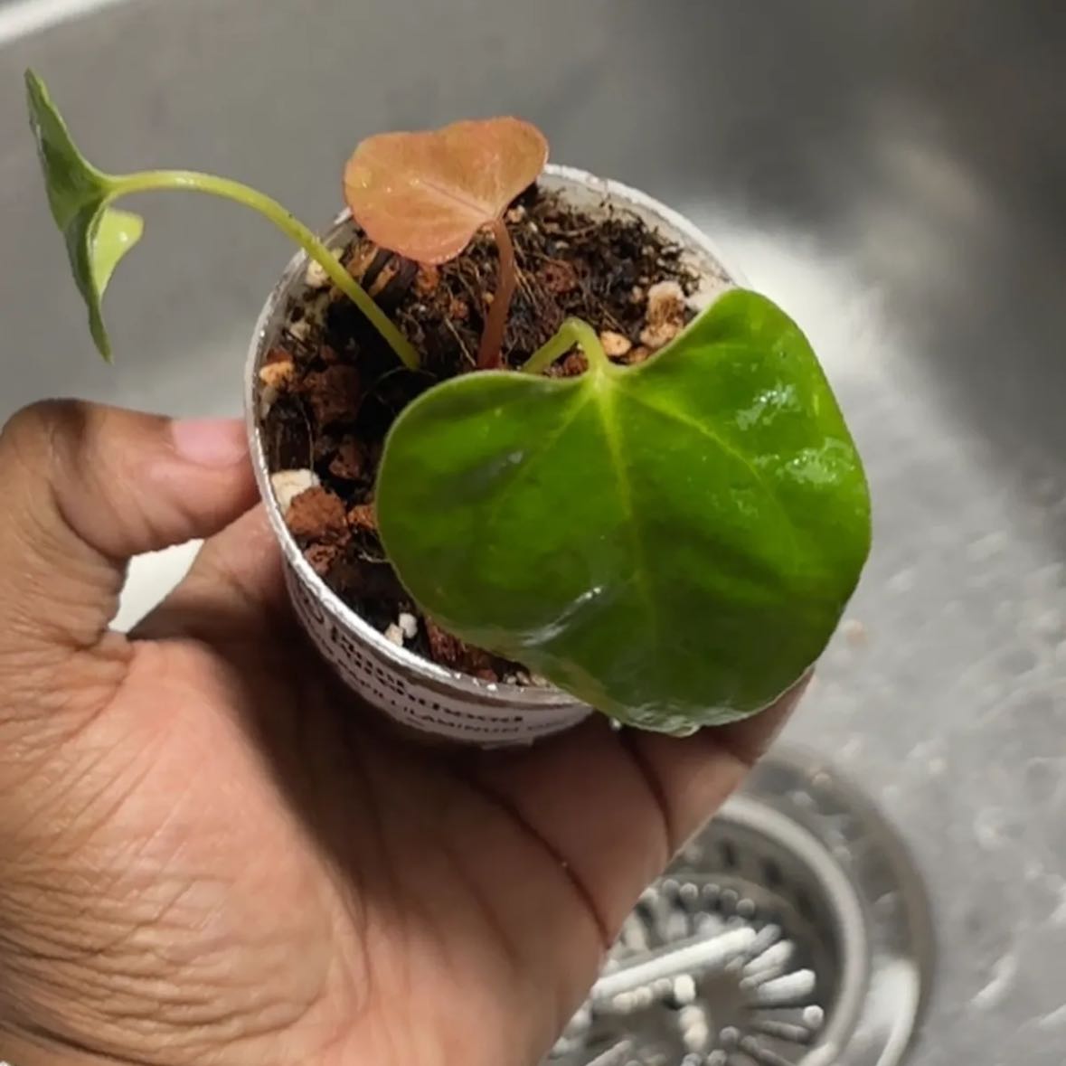 Photo of the plant species Anthurium papillaminum by @Plant-princesss named Taylor Swift on Greg, the plant care app