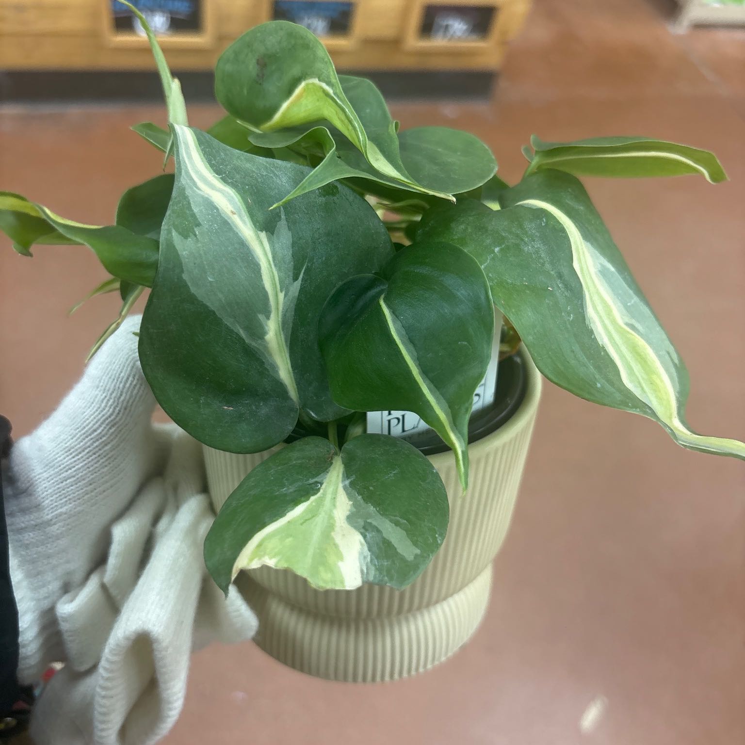 Photo of the plant species Philodendron 'Cream Splash' by @Plant-princesss named Kylie on Greg, the plant care app