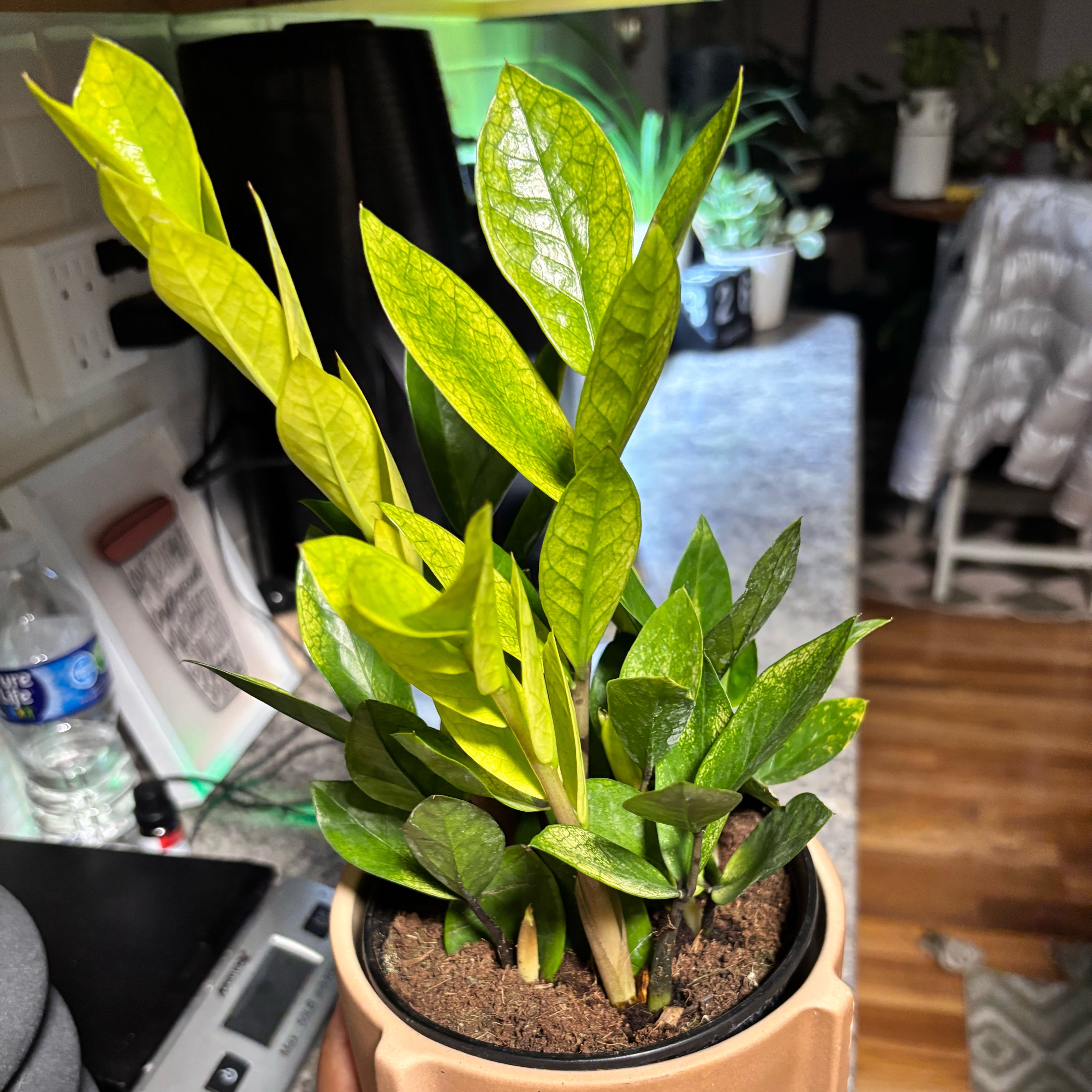 Photo of the plant species Chameleon ZZ Plant by @Plant-princesss named Diana on Greg, the plant care app