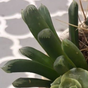 Photo of the plant species Haworthia emelyae by @Plant-princesss named Fernie Mac on Greg, the plant care app