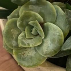 Photo of the plant species Echeveria 'Fleur Blanc' by @Plant-princesss named Harper on Greg, the plant care app