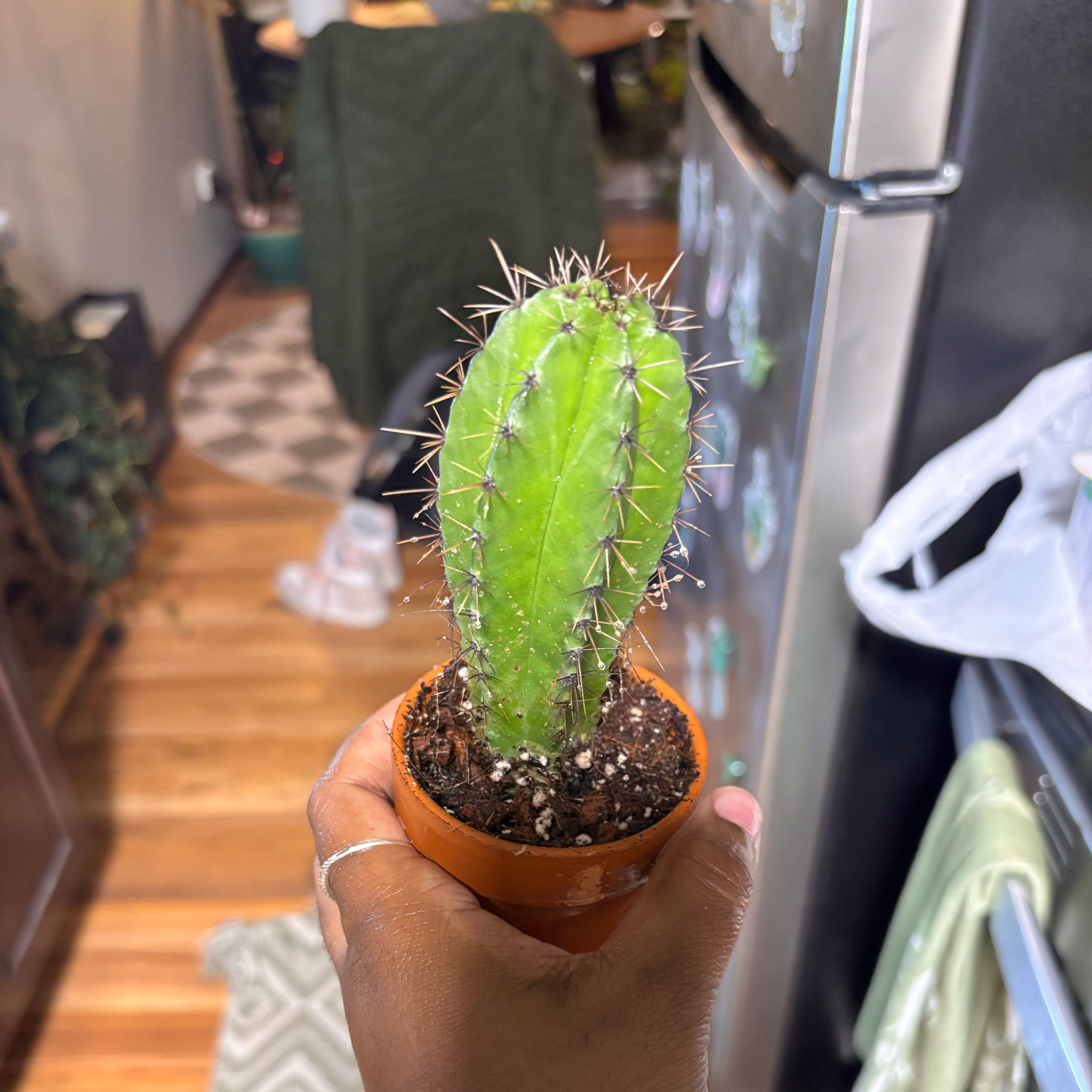 Photo of the plant species Polaskia chichipe by @Plant-princesss named Sanders on Greg, the plant care app