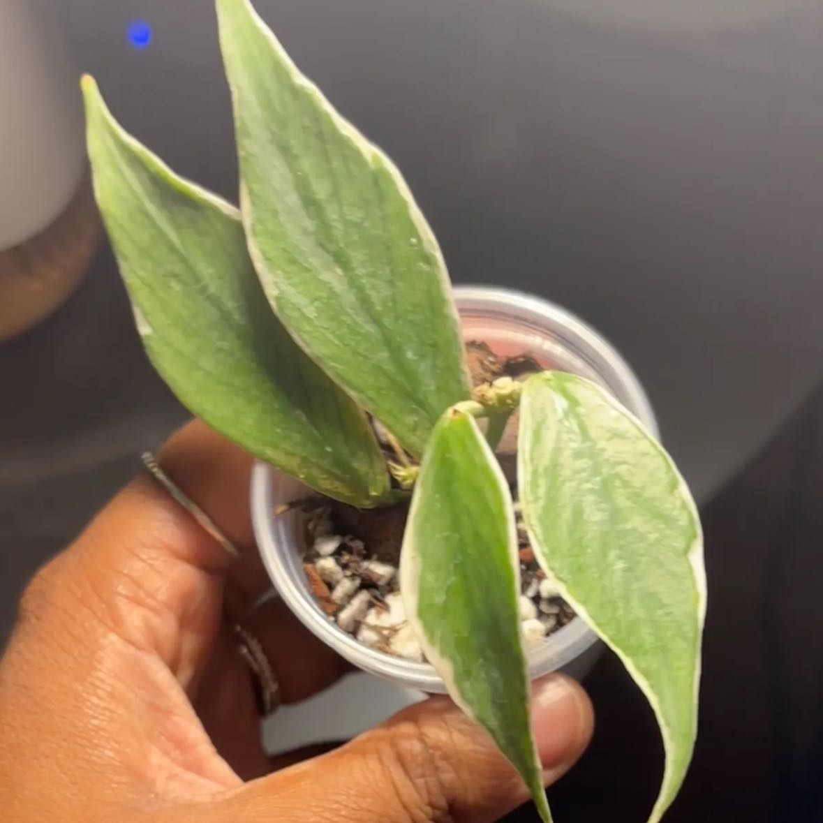 Photo of the plant species Hoya Poly Albo by @Plant-princesss named Rainier on Greg, the plant care app