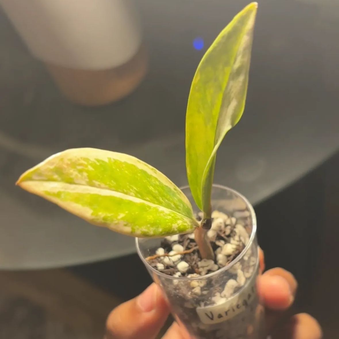 Photo of the plant species Variegated ZZ by @Plant-princesss named Captain Plant-it on Greg, the plant care app