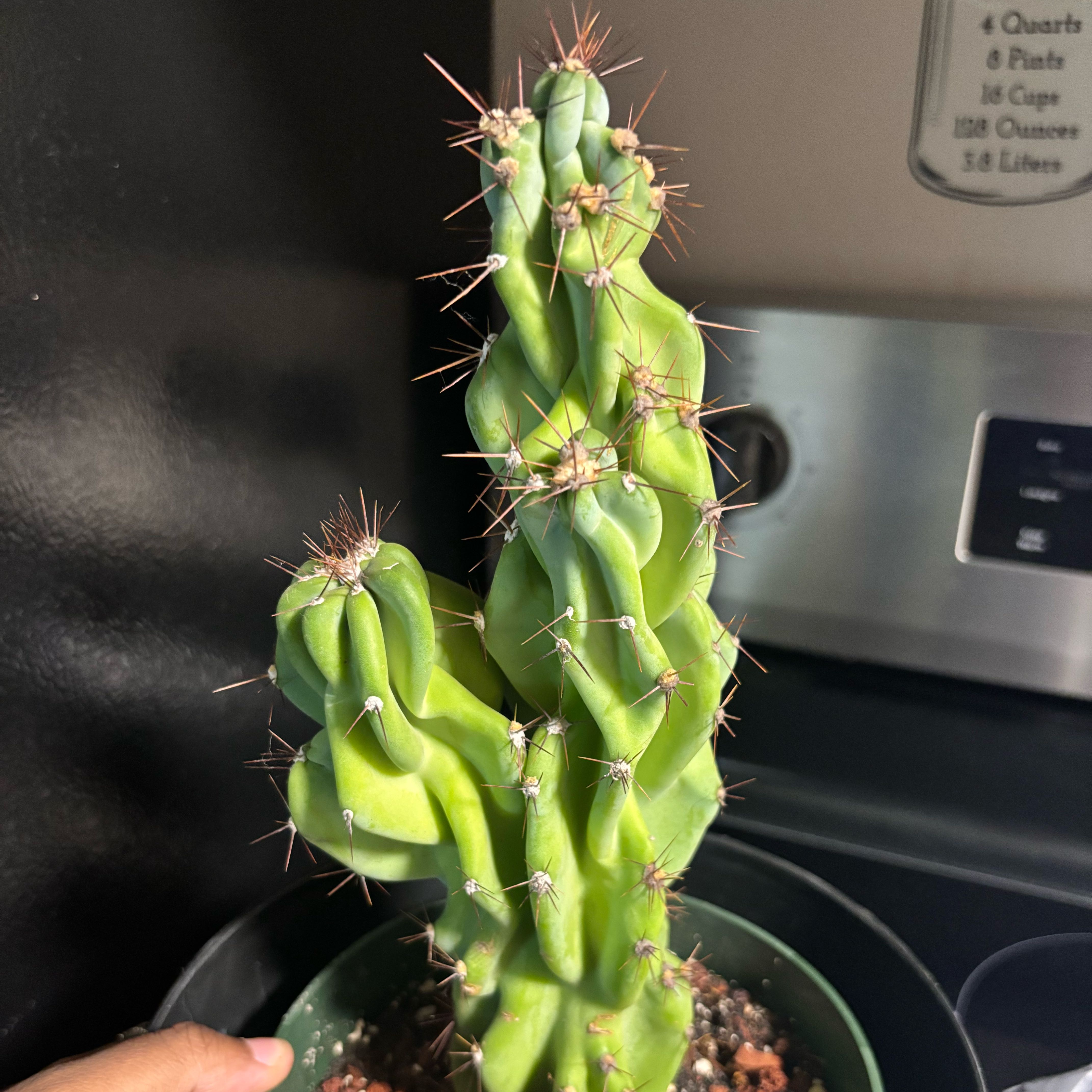Photo of the plant species Montrose by @Plant-princesss named Spike Leaves on Greg, the plant care app