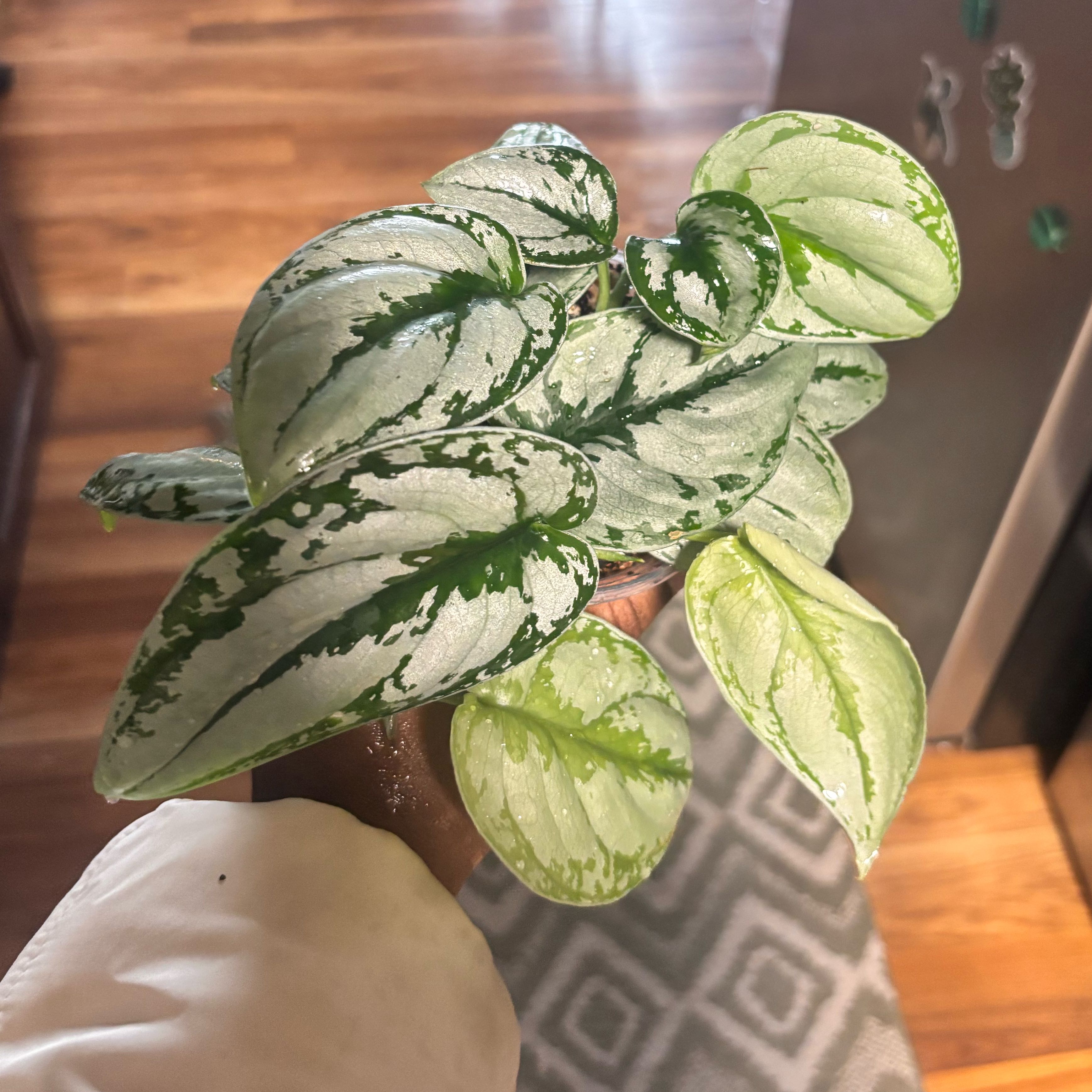 Photo of the plant species Silver Lady by @Plant-princesss named Denali on Greg, the plant care app